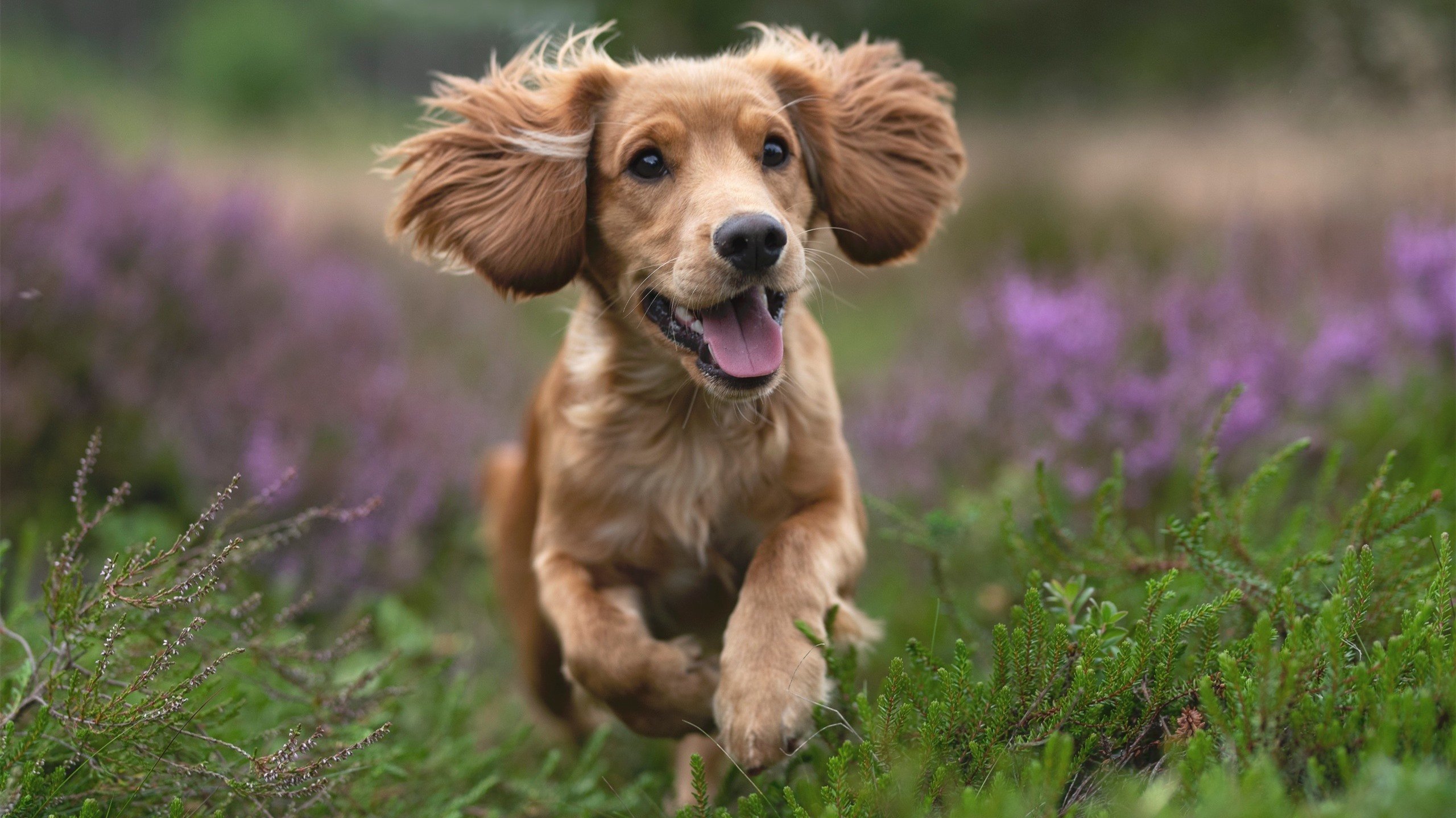 几内亚奇迹,欧冠半决赛焦点战,最后时刻的逆袭与德国战车的叹息